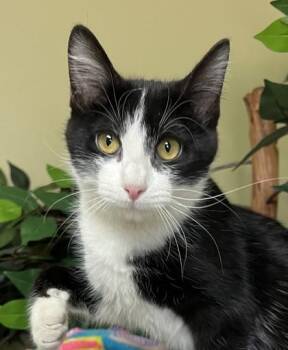 Drama -  Domestic Short Hair Cat for Adoption in Hastings, Nebraska - Drama | PetCurious
