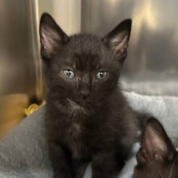 Sabre -  Domestic Short Hair Cat for Adoption in Walnut Creek, California - Sabre | PetCurious