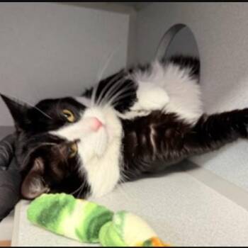 Domestic Short Hair Cats Available for Adoption in New York, New York - Oreo Mcstuffin | PetCurious