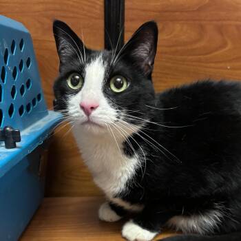 Rescue Domestic Short Hair Cats for Adoption in Sonora, California - Bagel | PetCurious