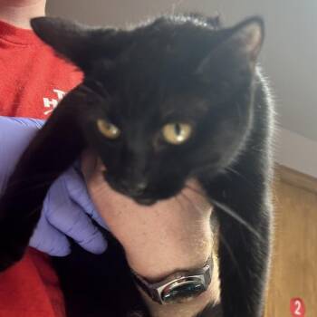 Domestic Short Hair Cats Available for Adoption - Doritos | PetCurious