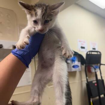 Corlys -  Domestic Short Hair Cat for Adoption in Philadelphia, Pennsylvania - Corlys | PetCurious
