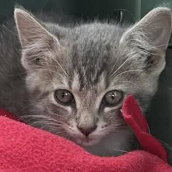 Rescue Domestic Short Hair Cats for Adoption in Lake Geneva, Wisconsin - Indee | PetCurious