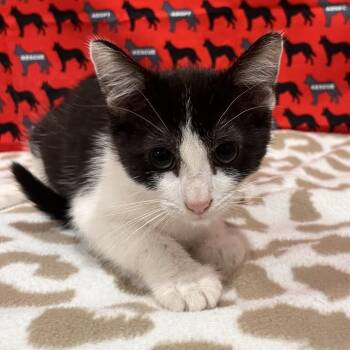 John Bee -  Domestic Short Hair Cat for Adoption in Washburn, Missouri - John Bee | PetCurious