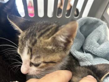 A383547 -  Domestic Short Hair Cat for Adoption in Ocala, Florida - A383547 | PetCurious