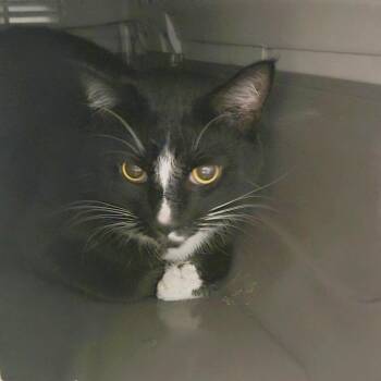 Charco -  Domestic Short Hair and Mixed Breed Cat for Adoption in Hendersonville, North Carolina - Charco | PetCurious