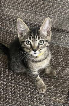 Garret -  Domestic Short Hair Cat for Adoption in Oviedo, Florida - Garret | PetCurious