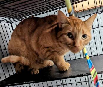 Domestic Short Hair Cats Available for Adoption - Oscar | PetCurious