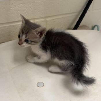 Domestic Short Hair Cats Available for Adoption in Bastrop, Texas - Trojan 26-05-123 | PetCurious
