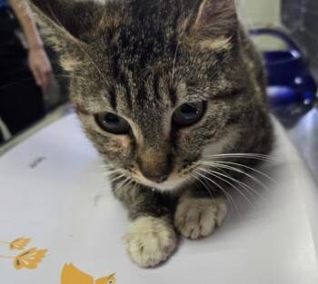 Domestic Short Hair Cats Available for Adoption in Pensacola, Florida - MISS MOLLY | PetCurious