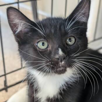 Rescue Domestic Short Hair Cats for Adoption in Sonoma, California - Fred | PetCurious