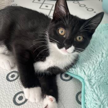 Domestic Short Hair Cats Available for Adoption - Noelle | PetCurious