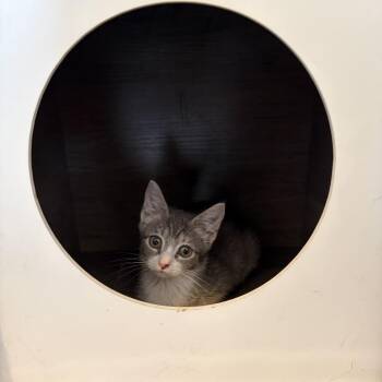 Meadow -  Domestic Short Hair Cat for Adoption in Monroe, North Carolina - Meadow | PetCurious