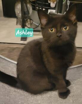 Ashley -  Domestic Short Hair Cat for Adoption in Greenwood, Indiana - Ashley | PetCurious
