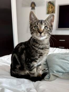 Chowder & Bisque (bonded pair) -  Tabby Cat for Adoption in Homestead, Florida - Chowder & Bisque (bonded Pair) | PetCurious