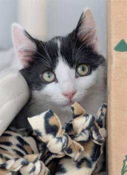 CAYENNE -  Domestic Short Hair Cat for Adoption in Canfield, Ohio - CAYENNE | PetCurious