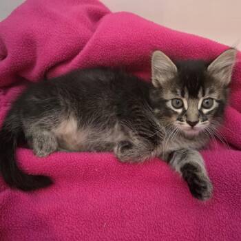 Domestic Medium Hair Cats Available for Adoption in Layton, Utah - Brava | PetCurious