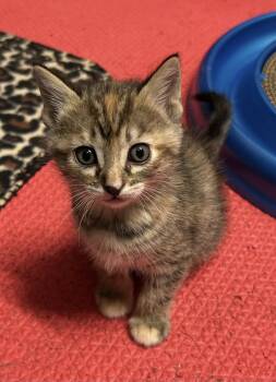 Yzma -  Domestic Short Hair Cat for Adoption in Tacoma, Washington - Yzma | PetCurious