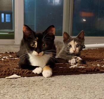 Clove & Rue (Bonded Pair) -  Domestic Short Hair Cat for Adoption in Sterling Heights, Michigan - Clove & Rue (Bonded Pair) | PetCurious