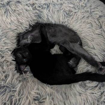 Sully -  Domestic Short Hair Cat for Adoption in Gaithersburg, Maryland - Sully | PetCurious