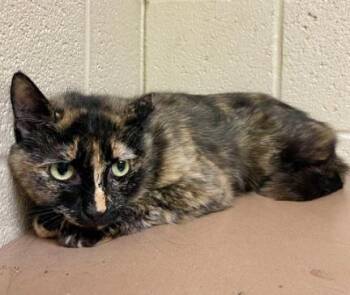 Rescue Domestic Short Hair Cats for Adoption in Virginia Beach, Virginia - 179473 Trix | PetCurious