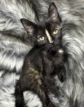 Tortoiseshell Cats Available for Adoption in San Diego, California - Trucha | PetCurious