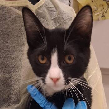 Rufus -  Domestic Short Hair Cat for Adoption in Murray, Utah - Rufus | PetCurious