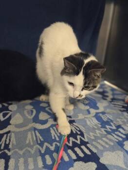 Domestic Short Hair Cats Available for Adoption in Westland, Michigan - Mellie | PetCurious
