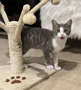 Kato (FCID# 07/06/2026 - 50 West Chester PS) -  Tabby Cat for Adoption in Greenville, Delaware - Kato (FCID# 07/06/2026 - 50 West Chester PS) | PetCurious
