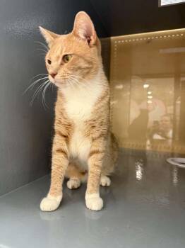 Milo -  Domestic Short Hair Cat for Adoption in Stockbridge, Georgia - Milo | PetCurious