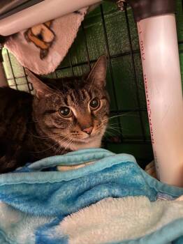 Domestic Short Hair Cats Available for Adoption in Olean, New York - Beetlejuice | PetCurious