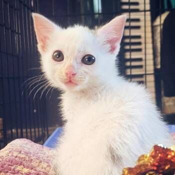 Lil Bit -  Domestic Short Hair Cat for Adoption in Lynchburg, Virginia - Lil Bit | PetCurious