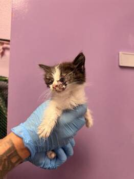 Domestic Short Hair Cats Available for Adoption in El Paso, Texas - 61055362 | PetCurious
