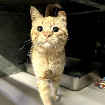 Domestic Medium Hair Cats Available for Adoption in Austin, Texas - Fanny | PetCurious