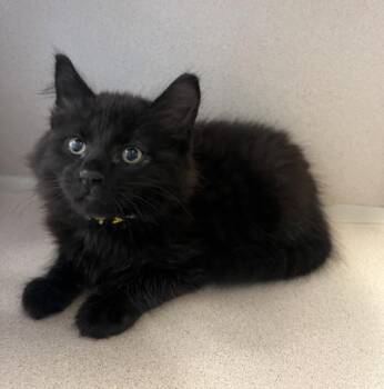 Domestic Short Hair Cats Available for Adoption in Salinas, California - Frosty | PetCurious