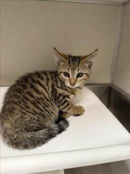 LOIS -  Domestic Short Hair Cat for Adoption in Tracy, California - LOIS | PetCurious