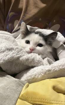 Chickadee Brown -  Domestic Long Hair Cat for Adoption in Chandler, Arizona - Chickadee Brown | PetCurious