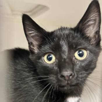 Damon -  Domestic Short Hair Cat for Adoption in Newport, North Carolina - Damon | PetCurious