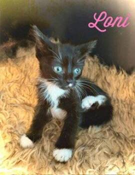 Domestic Short Hair Cats Available for Adoption in Pleasanton, Texas - Loni | PetCurious