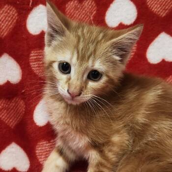 Domestic Short Hair Cats Available for Adoption in Brighton, Missouri - Othello | PetCurious
