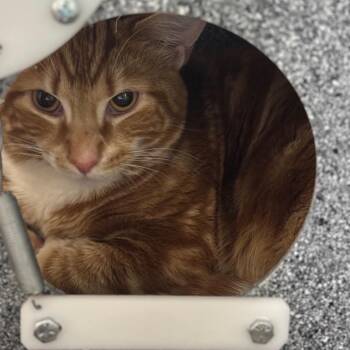 Ollie -  Domestic Short Hair Cat for Adoption in Dover, New Hampshire - Ollie | PetCurious