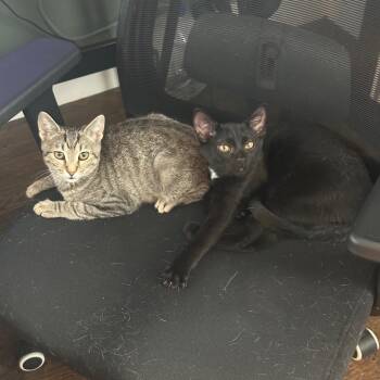 Rescue Domestic Short Hair Cats for Adoption in Nashville, Tennessee - Franny | PetCurious