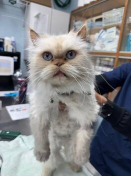Rescue Persian Cats for Adoption - Thomas | PetCurious