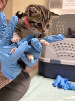 Rescue Domestic Short Hair Cats for Adoption in Chesapeake, Virginia - Nova | PetCurious