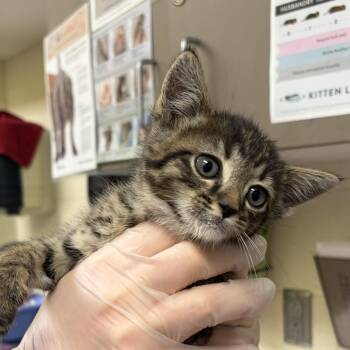 Track Star -  Domestic Short Hair Cat for Adoption in Asheville, North Carolina - Track Star | PetCurious