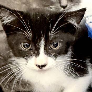 Vista -  Domestic Short Hair Cat Available for Adoption in Oakland, California - Vista | PetCurious