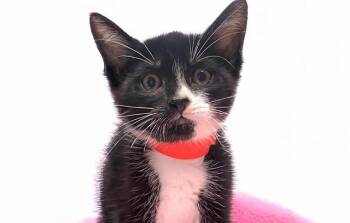 Domestic Short Hair Cats Available for Adoption - CANDACE | PetCurious