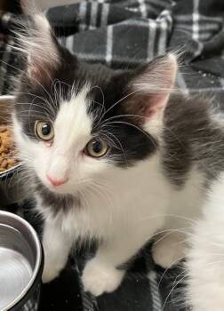 Ernie -  Domestic Long Hair Cat Available for Adoption in Cincinnati, Ohio - Ernie | PetCurious
