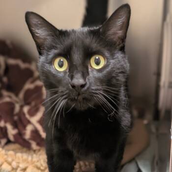 Rescue Domestic Short Hair Cats for Adoption in Sonoma, California - Pinky | PetCurious