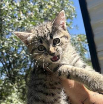 Ginger -  Tabby Cat for Adoption in San Diego, California - Ginger | PetCurious